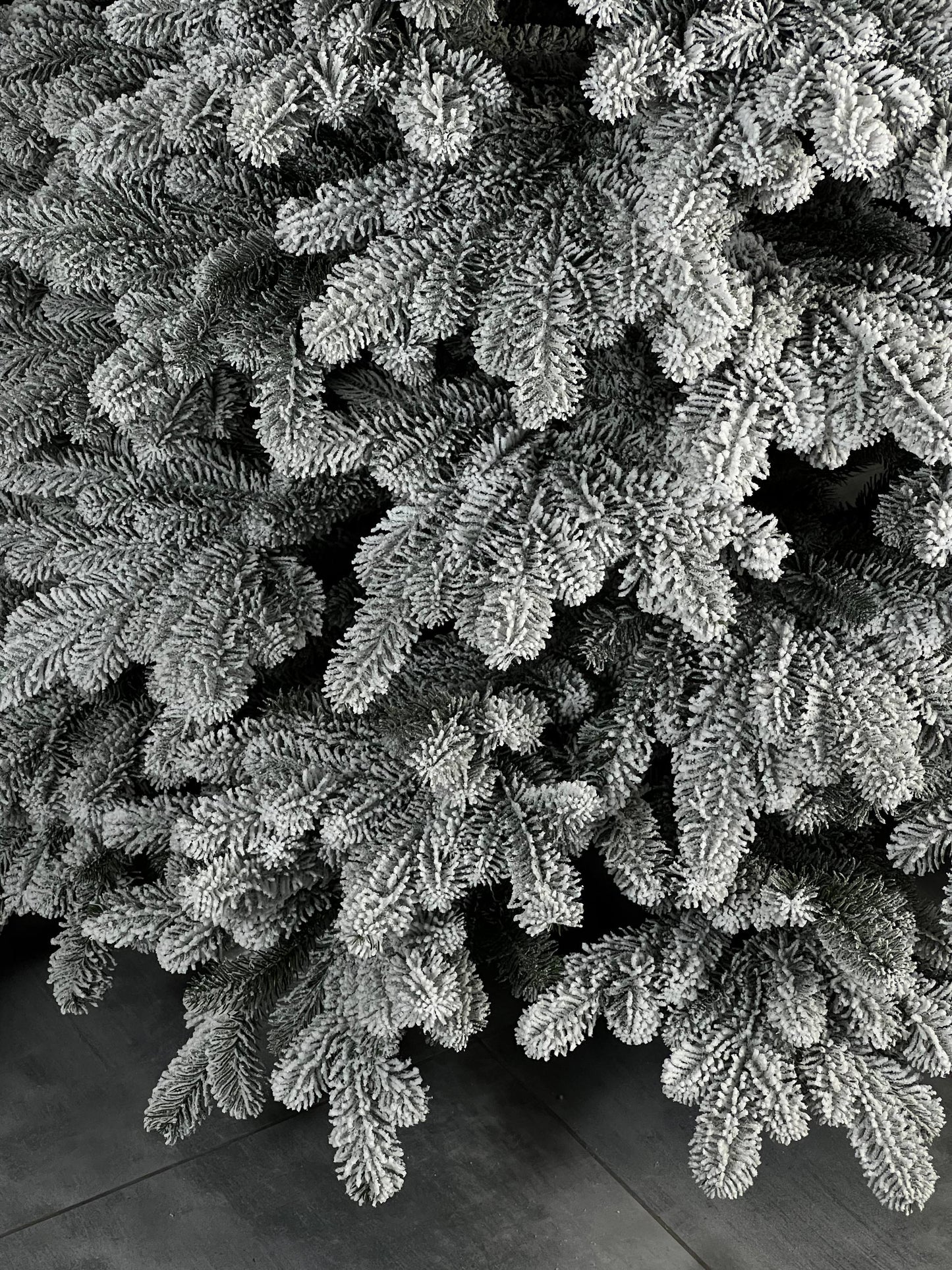 Snow-covered “Triumph” Christmas tree -  2.3 m.