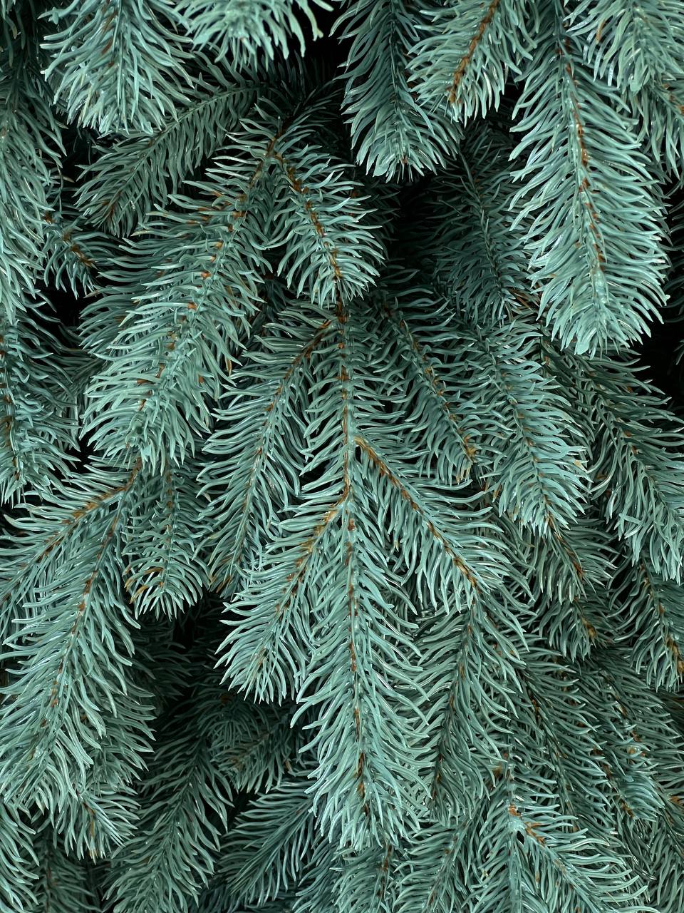 Triumph blue Christmas tree on a string - 2.1 m.